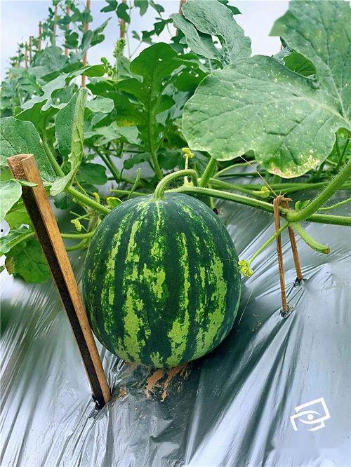 仙女屋鹿邑吃瓜,揭秘吃瓜群众的神秘乐园