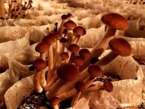 吃瓜女晃头,揭秘娱乐圈幕后风云