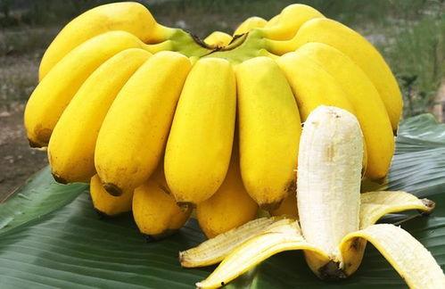 芭蕉芯吃瓜直播间,揭秘网红美食背后的故事