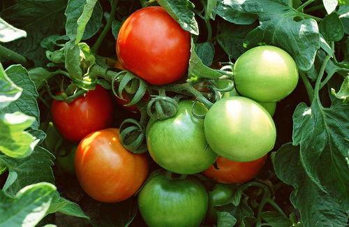 番茄小说吃瓜十八,揭秘娱乐圈背后的秘密与真相