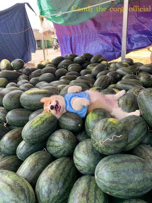 睡觉吃瓜,揭秘睡前吃瓜的奇妙体验