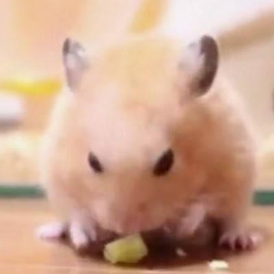 仓鼠吃瓜视频大全,笑料十足视频大全