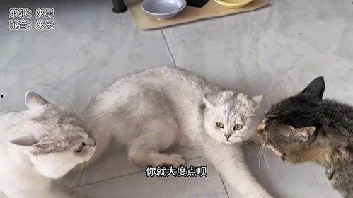 劝架猫吃瓜,一场温馨的邻里调解记