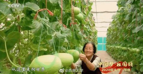 吃瓜吃到自己生日,吃瓜吃到自己生日，一场意外的惊喜之旅