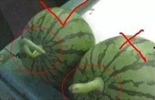 玉林市吃瓜,瓜果飘香，美食盛宴