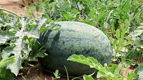 梦吃瓜是青色,探寻青色梦境的神秘之旅