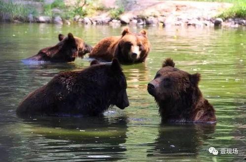 动物吃瓜视频全集,趣味视频全集精彩回顾