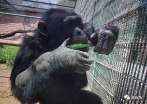 动物吃瓜视频全集,趣味视频全集精彩回顾