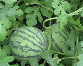 怀孕可以吃七瓜,七瓜助力母婴健康