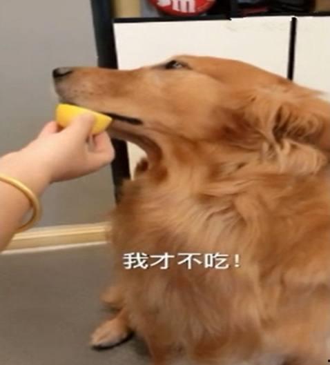 金毛吃瓜头像,萌态十足，带你领略狗狗的趣味生活