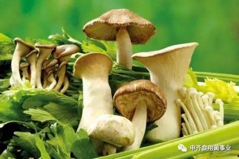网暴吃瓜爆料蘑菇,吃瓜爆料蘑菇背后的真相揭秘