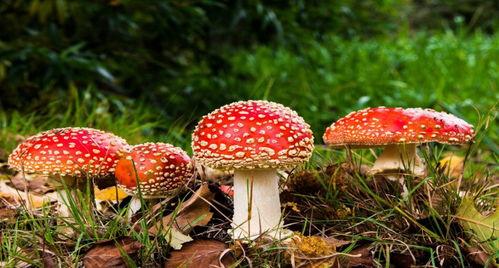 网暴吃瓜爆料蘑菇,吃瓜爆料蘑菇背后的真相揭秘