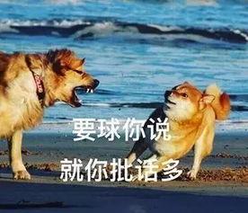 吃瓜狗仔,吃瓜狗仔的独家爆料与幕后真相