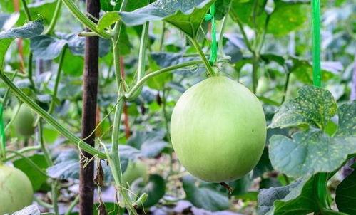 吃瓜嗓子难受,如何缓解夏日“嗓痛”困扰