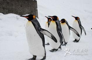 企鹅吃瓜爆料视频,揭秘娱乐圈幕后真相