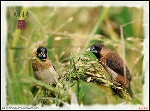 带你吃瓜文鸟,瓜田文鸟带你领略美食世界