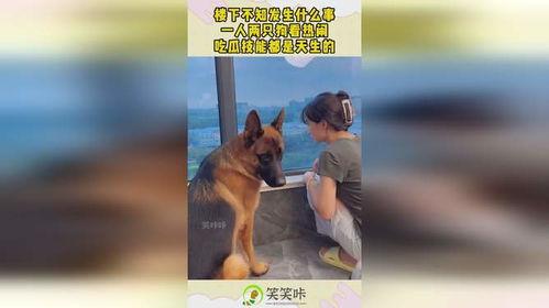 狗狗跟人吃瓜,温馨互动背后的故事