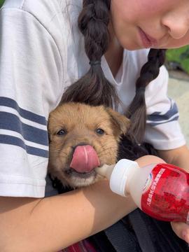 狗狗跟人吃瓜,温馨互动背后的故事