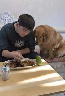 狗狗跟人吃瓜,温馨互动背后的故事