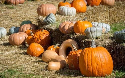 吃瓜的甜甜,揭秘甜蜜背后的秘密