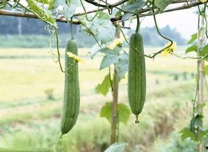 吃瓜行路人,探寻人生百态的趣味旅程