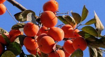 小孩可以吃瓜柿子,瓜柿子，营养又解暑的儿童佳果