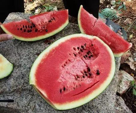 吃瓜老是拉肚子,揭秘瓜果与肠胃健康之谜