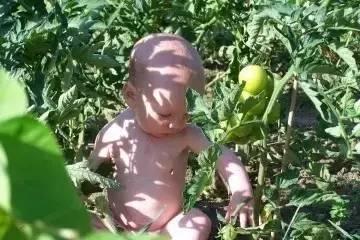 雨后的小镇吃瓜视频,一场别开生面的吃瓜盛宴