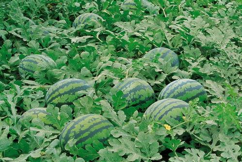 新疆伊犁吃瓜群,瓜果飘香，共享欢乐的“吃瓜”群生活