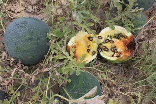 新疆伊犁吃瓜群,瓜果飘香，共享欢乐的“吃瓜”群生活