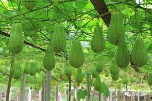 吃韶关的瓜,探寻粤北美食之旅