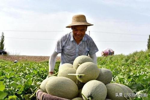 吃瓜后发苦,揭秘瓜果背后的甜蜜与苦涩