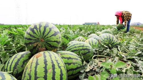 吃瓜后发苦,揭秘瓜果背后的甜蜜与苦涩