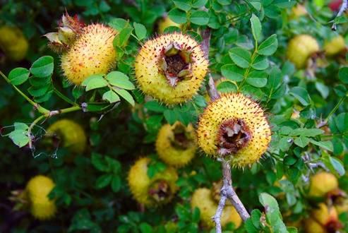 刺梨吃瓜配料,探索创新配料新风尚