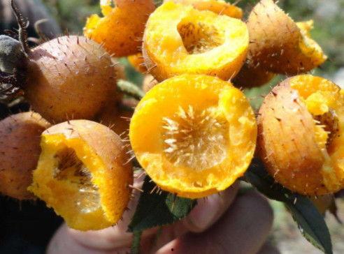 刺梨吃瓜配料,探索创新配料新风尚