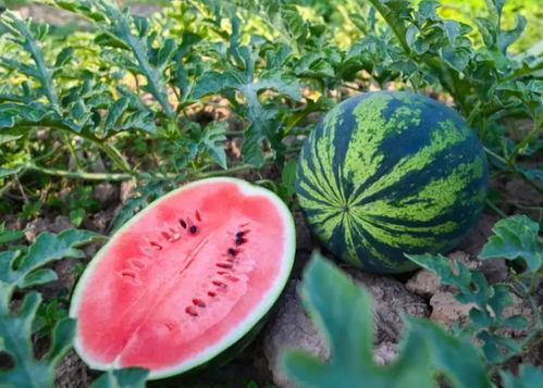 边逛景区边吃瓜,景区瓜果飘香之旅