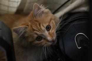 吃瓜小黄喵,揭秘娱乐圈那些不为人知的幕后故事