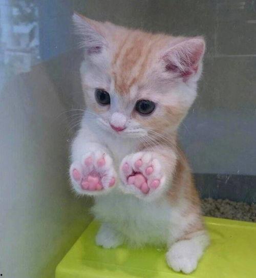 猫咪吃瓜文案短句,萌态十足，趣味横生瞬间