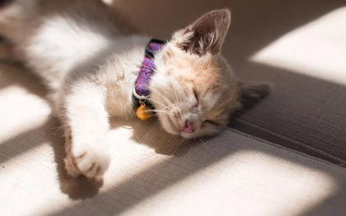 猫咪吃瓜文案短句,萌态十足，趣味横生瞬间