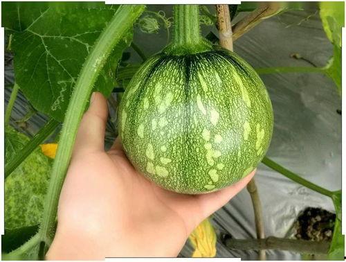 小煞吃瓜,揭秘娱乐圈那些不为人知的幕后故事