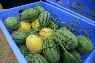 吃瓜pp群,网络社交新现象背后的故事