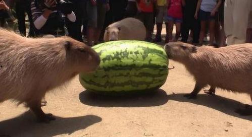 吃瓜大军速速,揭秘娱乐圈最新热点事件