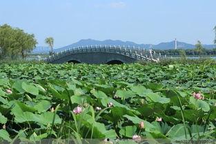 莲花湖公园吃瓜视频,一场别开生面的吃瓜盛宴