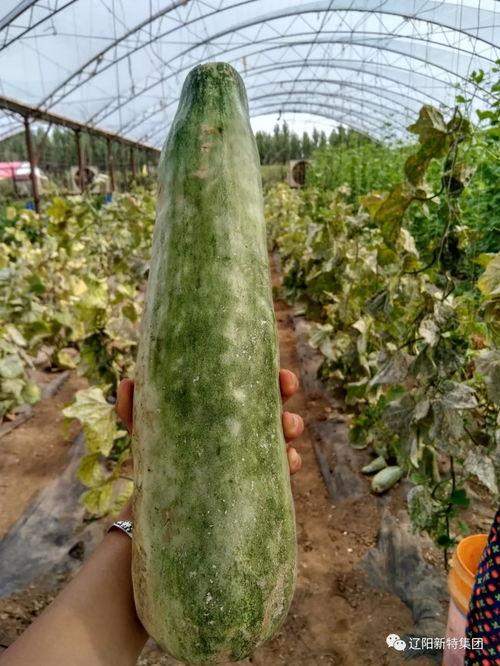 带你吃瓜芜湖,跟随“带你吃瓜”探寻当地特色小吃