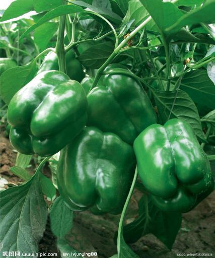 甜椒吞金兽吃瓜,甜椒吞金兽的奇妙吃瓜之旅