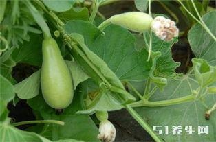 子瓜糖尿病人可以吃吗,糖尿病患者的健康选择？