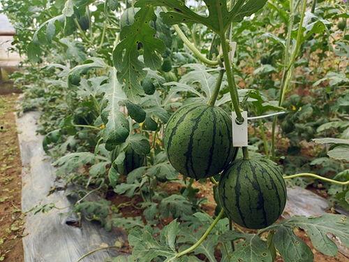 南昌吃瓜小福,揭秘南昌街头美食传奇