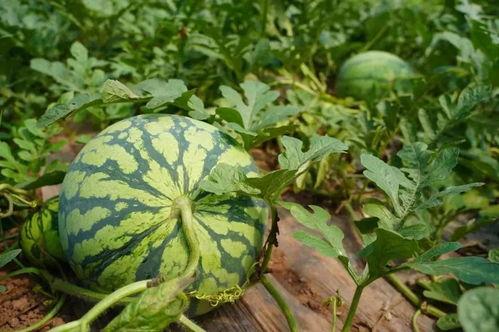 南昌吃瓜小福,揭秘南昌街头美食传奇