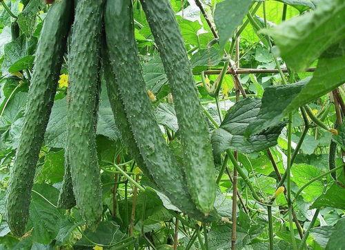 吃梨瓜的文案句子