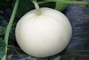 吃梨瓜的文案句子